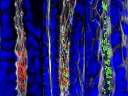 Pathogens find safe harbor deep in the gastric glands