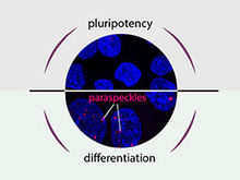 Pluripotency or differentiation – that is the question