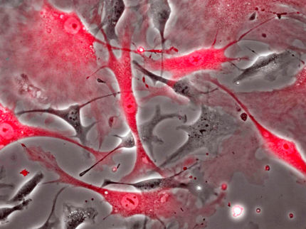 Las células madre cardiacas se refugian en regiones de bajo estrés oxidativo durante el envejecimiento