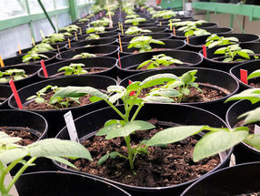The heat-resistant plants still form tubers even at temperatures above 29 degrees Celsius.