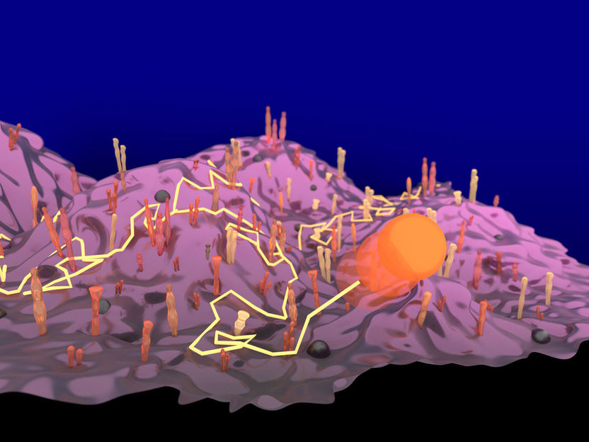 © Richard W. Taylor/MPI für die Physik des Lichts