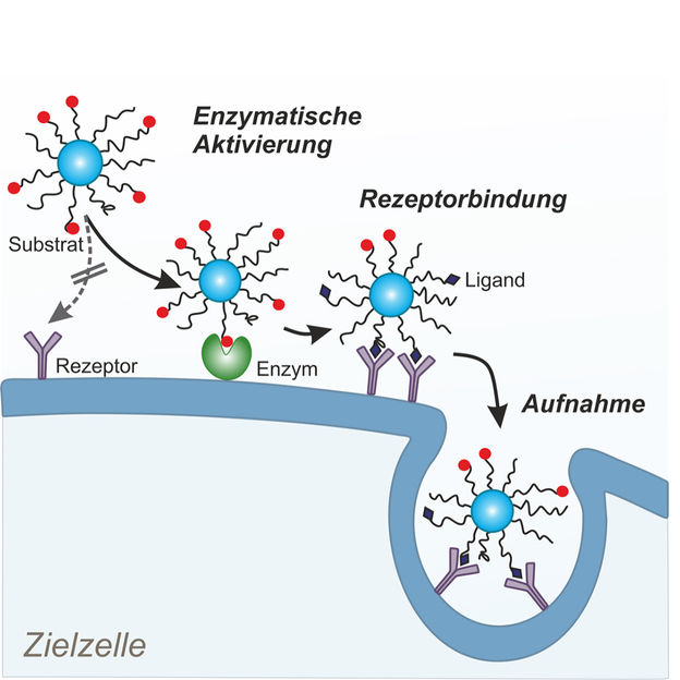 Universität Regensburg, Lehrstuhl für Pharmazeutische Technologie