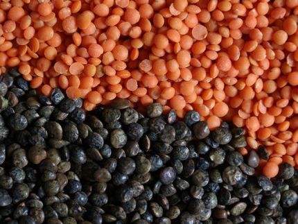 Heimischen Linsenanbau stärken