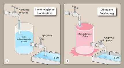 Der Abfluss muss stimmen: Befindet sich der Darm im Gleichgewicht (Bild links), so werden ebenso viele neue Immunzellen durch die Nahrung aktiviert, wie durch programmierten Zelltod absterben; ist die Apoptose der Immunzellen hingegen gehemmt (Bild rechts), so gerät das System aus der Balance und es kommt zu Entzündungen.