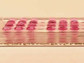 Schädliche Wirkung auf Embryonen frühzeitig in vitro testen