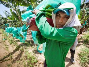 Peru ist eines der wichtigsten Lieferländer für faire Bananen. 92.000 Tonnen der Südfrucht wurden 2018 mit FairtradeSiegel verkauft, rund 13 Prozent aller Bananen auf dem deutschen Markt.