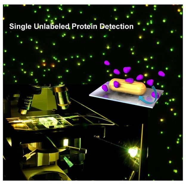 Gold-Nanoantennen spüren Proteine auf - Neue Methode zur Beobachtung von Protein-Molekülen mit Nanopartikeln aus Gold