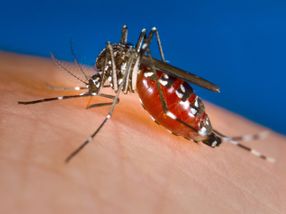 Eine frühere Infektion mit Dengue-Viren könnte Zika-Viren "entschärfen"