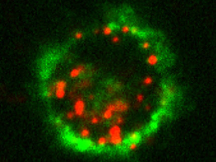 Impfen über die Haut