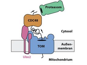 Auflösen von Proteinstau am Eingang von Mitochondrien