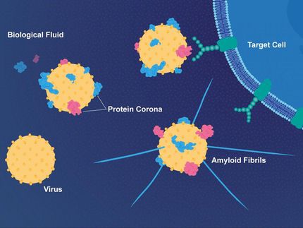 Coat of proteins makes viruses more infectious and links them to Alzheimer's disease