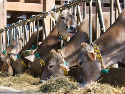 Missstände am Milchmarkt gefährden KonsumentInnen und Klima
