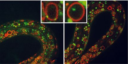 Científicos del CSIC revelan nuevas claves sobre los ‘interruptores’ del genoma