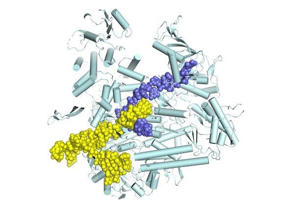 Stephen Cusack / EMBL