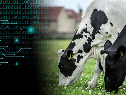 New artificial intelligence tool predicts how much milk 1,5 million cows will produce