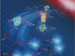 A rapid, easy-to-use DNA amplification method at 37°C