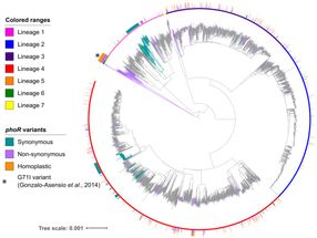 Un trabajo del CSIC analiza las claves de los determinantes de la virulencia de la tuberculosis