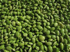 Plant proteins attract investors