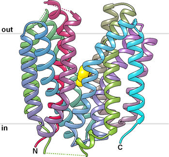 Cancer control: Structure of important transport protein solved