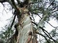 Branching out: Making graphene from gum trees