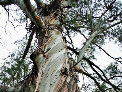 Branching out: Making graphene from gum trees
