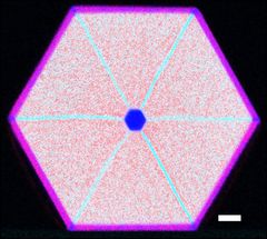 Hülle macht Nanodrähte vielseitiger