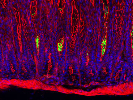 Stem cells moonlight to protect the stomach from bacterial invaders