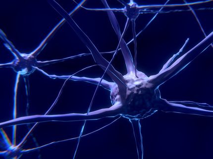 Una pequeña molécula logra regenerar las conexiones neuronales en modelos de mosca con Alzheimer