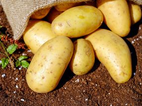Las variedades de patata europea se han adaptado a los días más fríos y cortos del continente