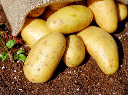 European potato varieties have adapted to the coldest and shortest days on the continent.