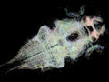 Interactive zebrafish brain
