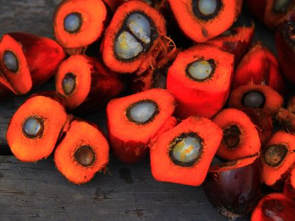 Bundesregierung erwartet Zunahme des globalen Palmöl-Anbaus