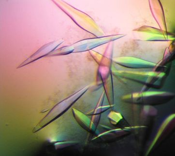 Protein-Zeitreise für hallesche Forscher