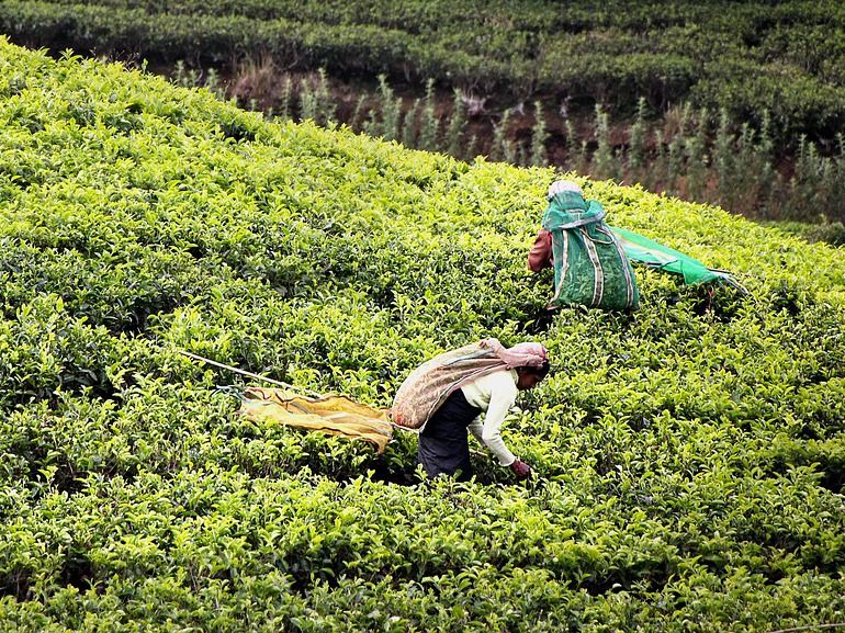 Menschenrechtsverletzungen auf indischen Teeplantagen