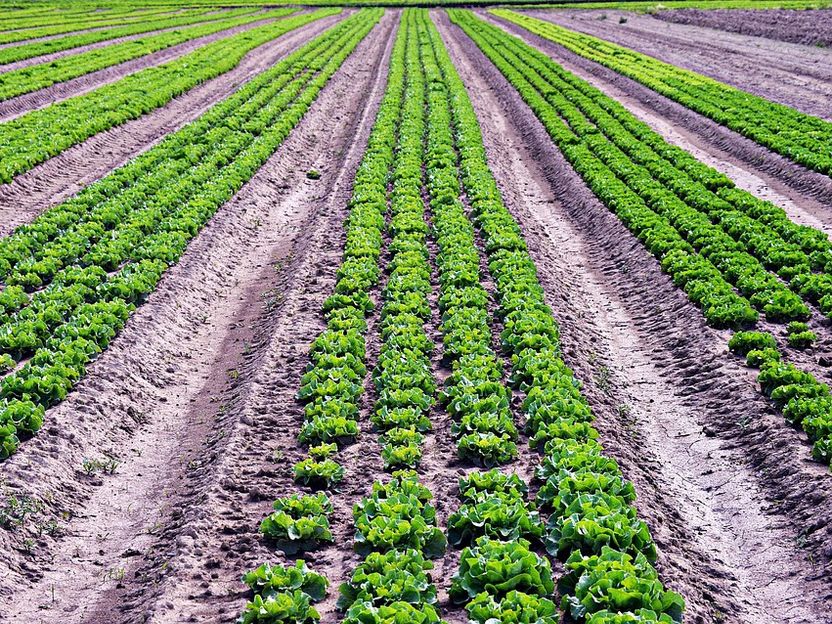 Robot uses machine learning to harvest lettuce