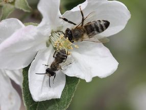 Eine Honigbienenarbeiterin und eine männliche Sandbiene auf einer Apfelblüte