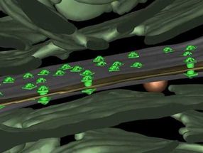 Wie mehrzellige Cyanobakterien Moleküle transportieren