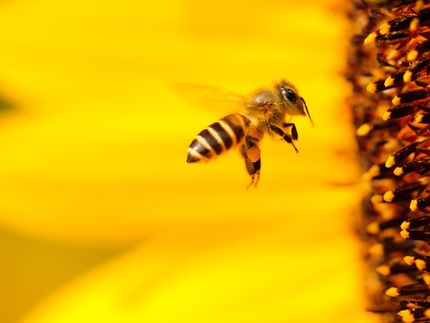 EPA restores broad use of pesticide opposed by beekeepers