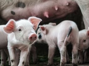 Mexico's Swine Profitability Issue