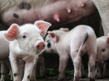 Mexico's Swine Profitability Issue