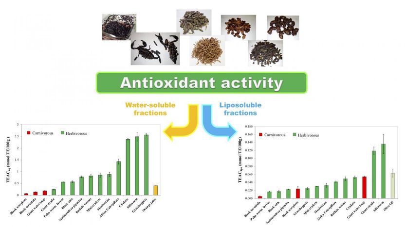 Meet the six-legged superfoods: Grasshoppers top insect antioxidant-rich list