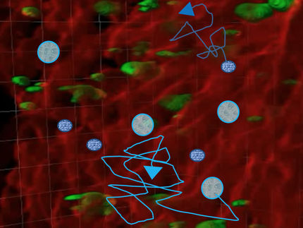 Megakaryozyten als „Türsteher“ und Regulatoren der Zellmigration im Knochenmark