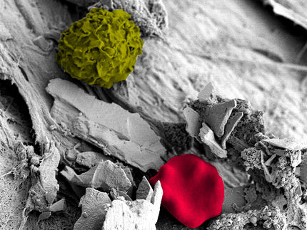 Die erfolgreichste WG der Welt