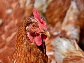 Klöckner fordert Strategie gegen Antibiotika-Einsatz bei Geflügel