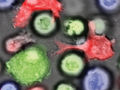 Making cancer stem cells visible to the immune system