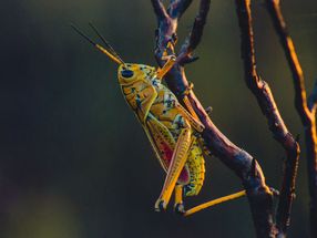 ETH Podcast: Insekten als Lebensmittel