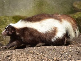 Fungal compound deodorizes skunk smell