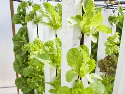 Vertical Farming: Edeka lässt Salate und Kräuter direkt im Supermarkt wachsen