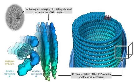 Team of researchers in Vienna has decoded the structure of the ribonucleoprotein (RNP) of rabies virus