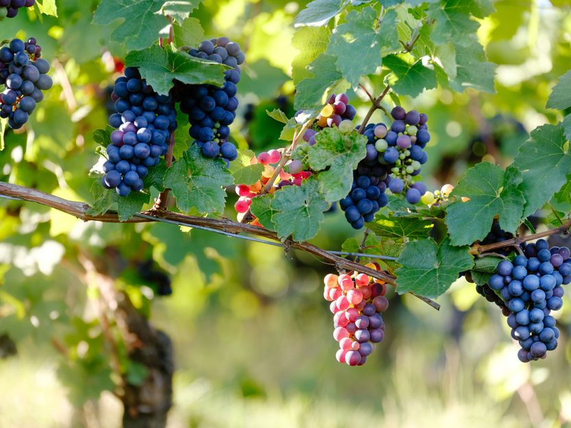 Millionen Liter Wein gesperrt - Branche spricht von Einzelfall